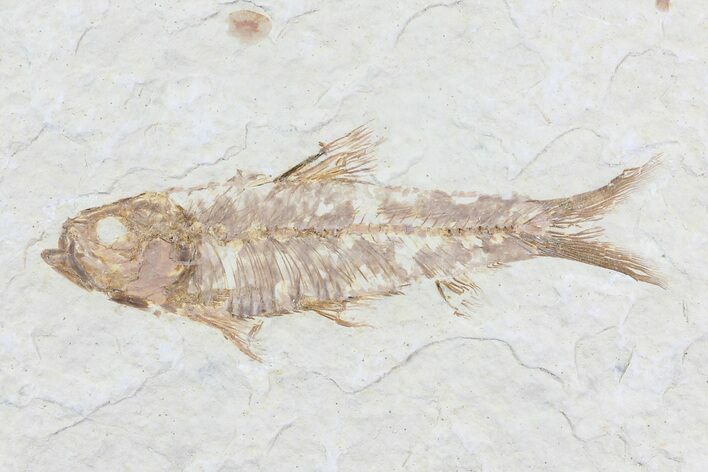 Knightia Fossil Fish - Wyoming #79938